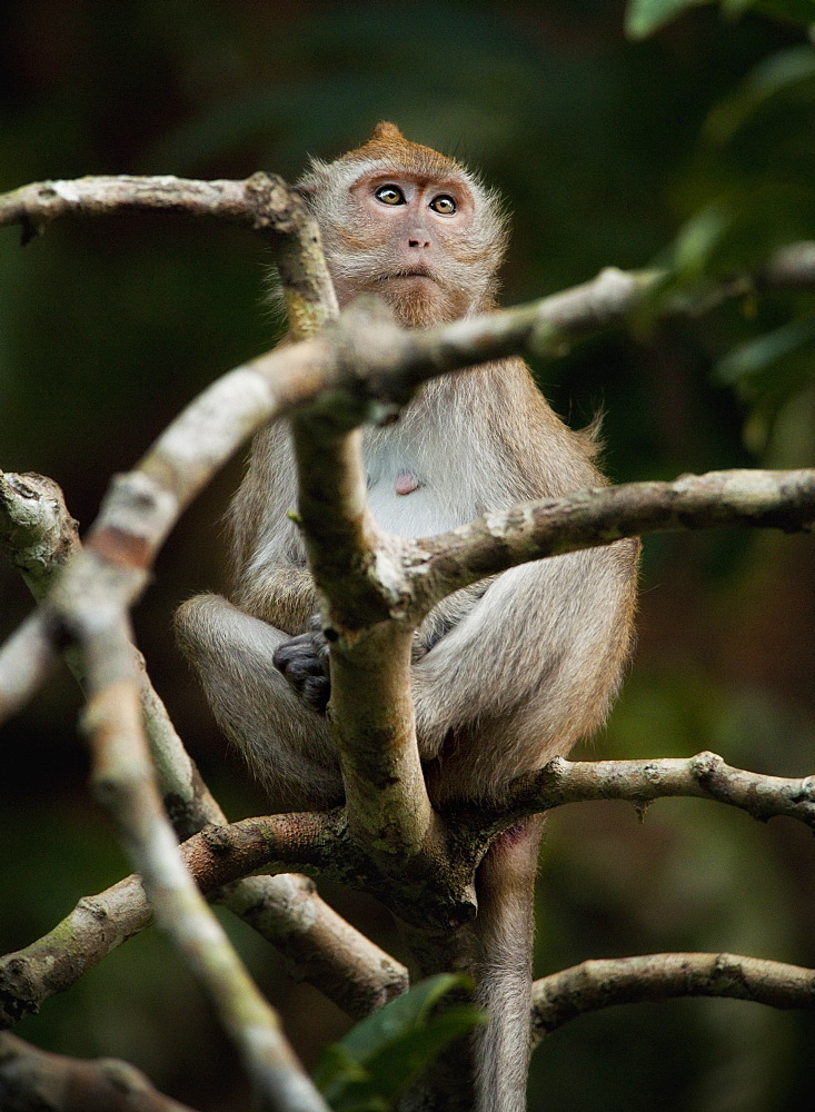 wild adult Long-tailed macaque (Macaca fascicularis), Khao Sok National Park.   Surat Thani, Thailand, South-East Asia, Asia