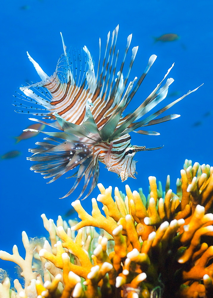 Common Lionfish (Pterois miles) Under water , diving, Hurghada, Red Sea, Egypt, Africa.