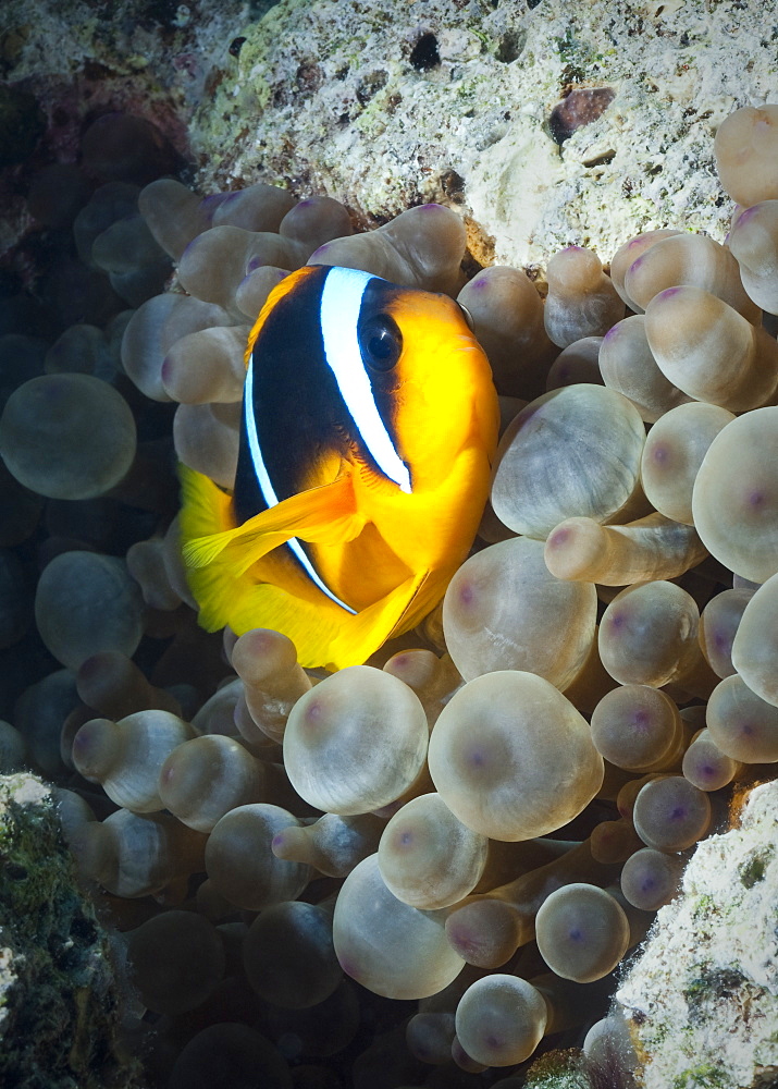 Red Sea Anemonefish (Amphiprion Bicinctus) Under water , diving, Hurghada, Red Sea, Egypt, Africa.