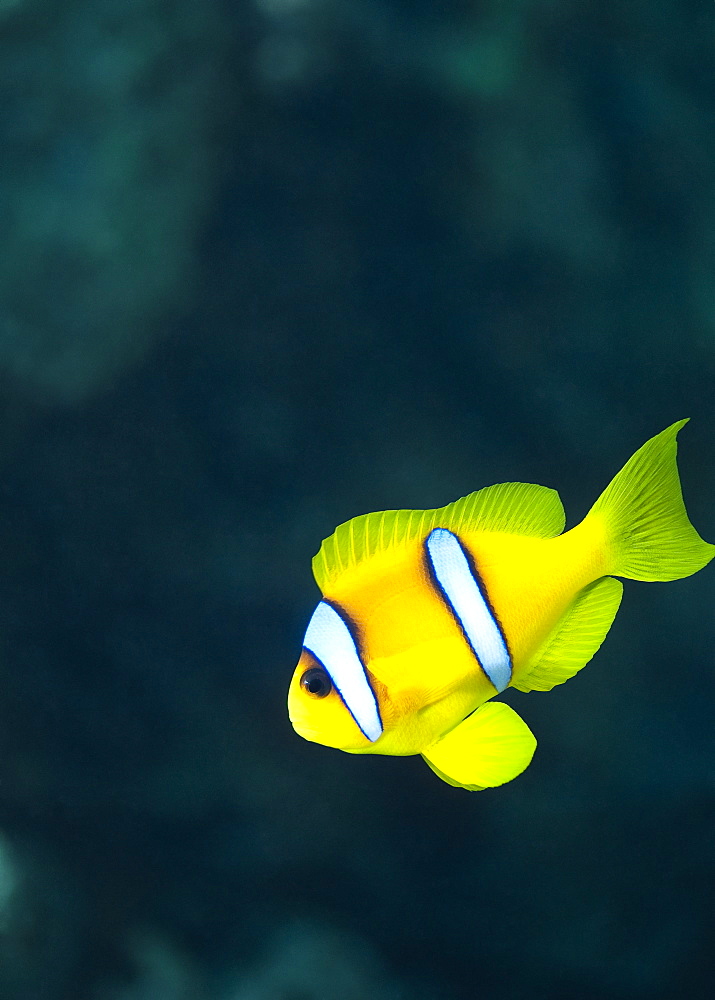 Red Sea Anemonefish (Amphiprion Bicinctus) Under water , diving, Hurghada, Red Sea, Egypt, Africa.