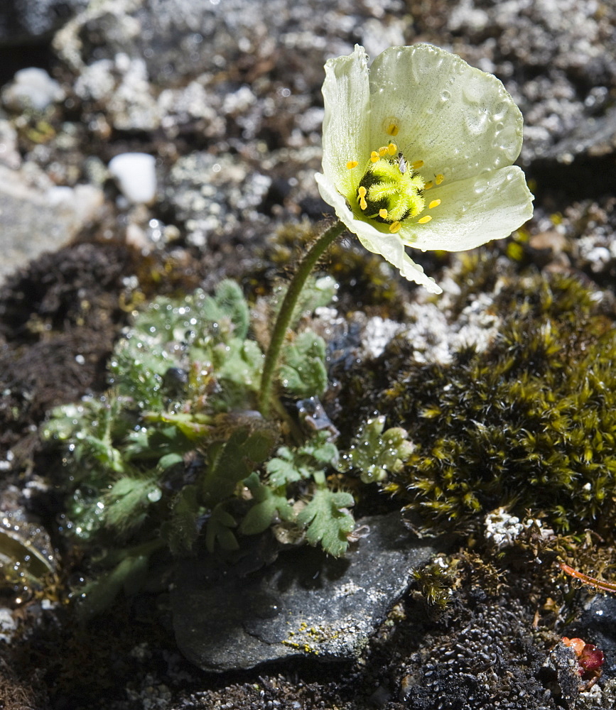 Arctic Poppy. Longyearbyen, Svalbard, Norway