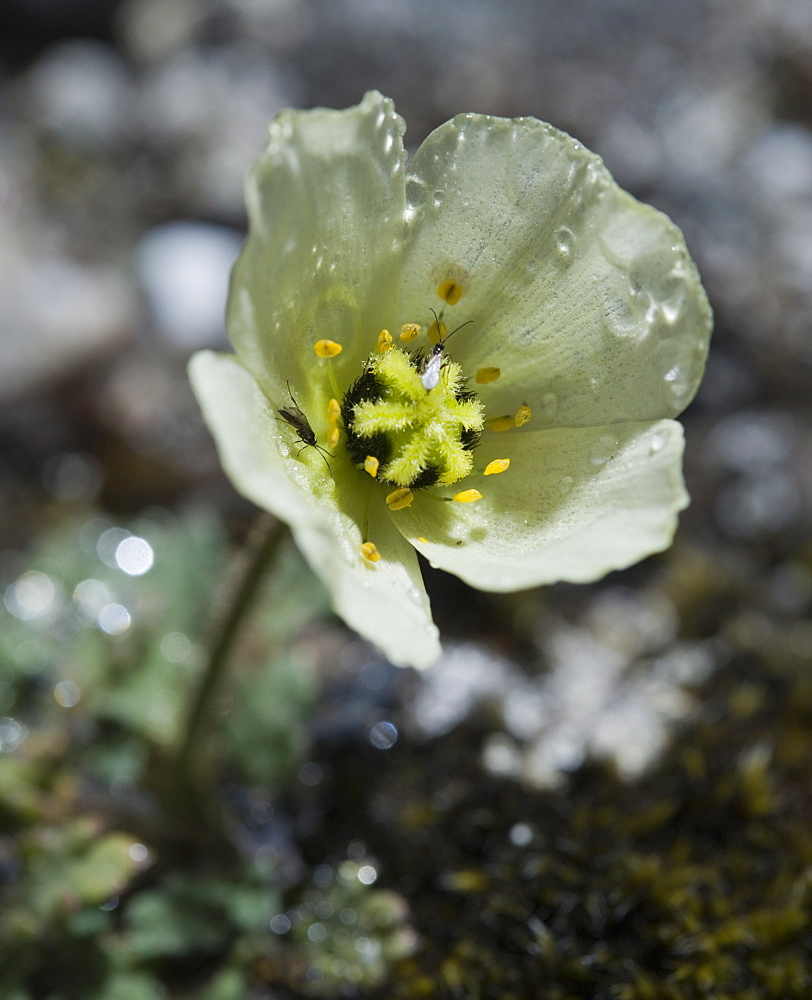 Arctic Poppy. Longyearbyen, Svalbard, Norway