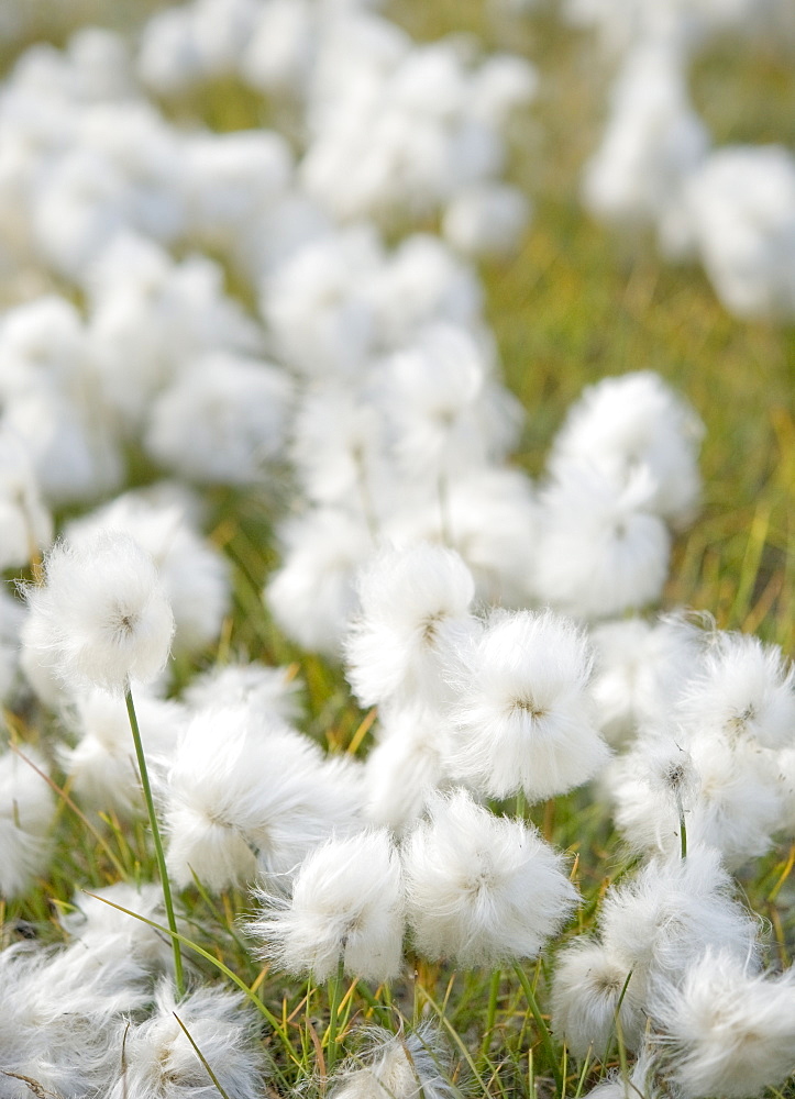 Close up of cotton growing. Longyearbyen,  City Center, Svalbard, Norway