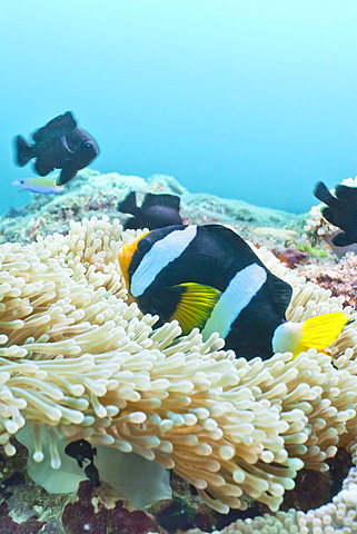 Clark's Anemonefish (Amphiprion clarkii,) Southern Thailand, Andaman Sea, Indian Ocean, Asia