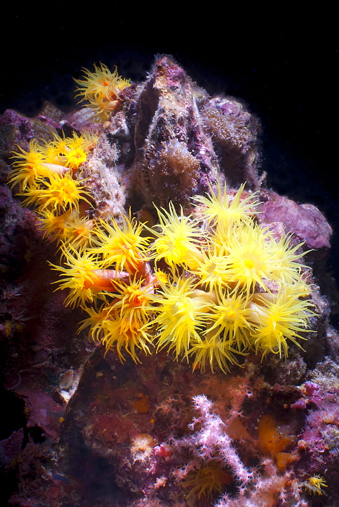 Yellow (Tubastrea faulkneri) coral polyps, Southern Thailand, Andaman Sea, Indian Ocean, Asia