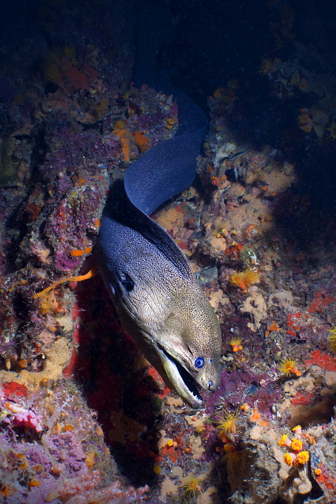 Giant Moray eel (Gymnothorax javanicus), Southern Thailand, Andaman Sea, Indian Ocean, Asia