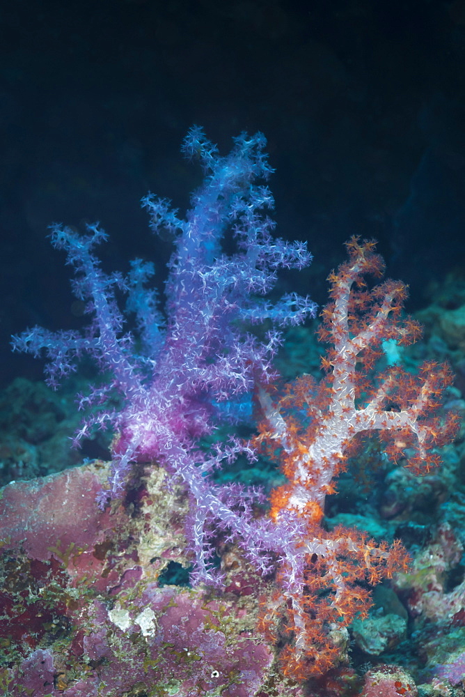 Scleronephthya, soft coral, Southern Thailand, Andaman Sea, Indian Ocean, Asia