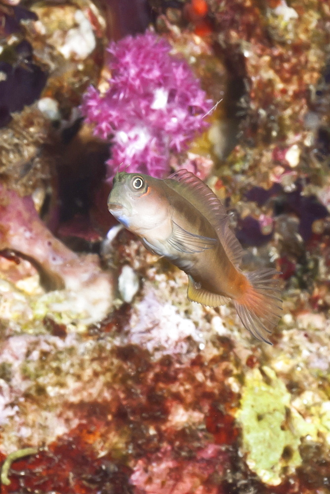 Midas blenny (Ecsenius), Southern Thailand, Andaman Sea, Indian Ocean, Southeast Asia, Asia