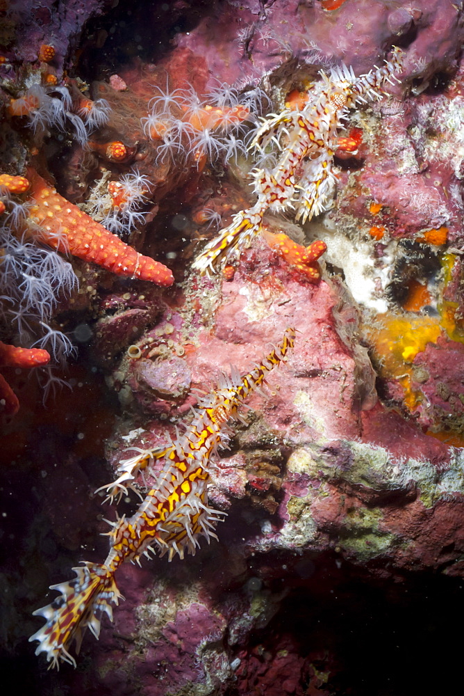 Harlequin ghost pipefish (Solenostomus paradoxus), Southern Thailand, Andaman Sea, Indian Ocean, Southeast Asia, Asia