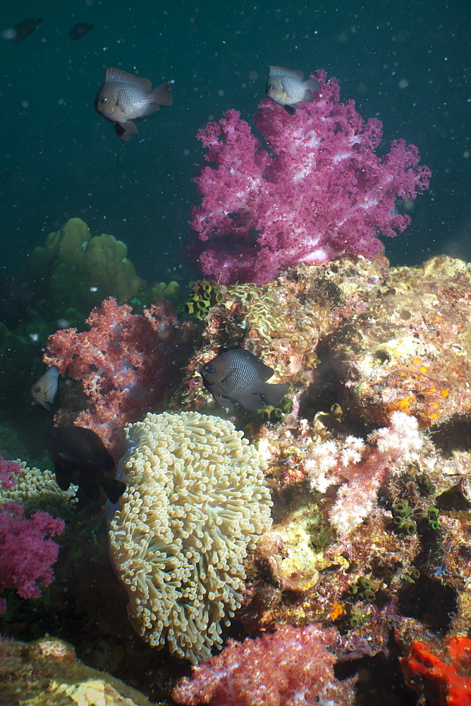 Dark damsel (Pomacentrus albicaudatus), SouthernThailand, Andaman Sea, Indian Ocean, Southeast Asia, Asia