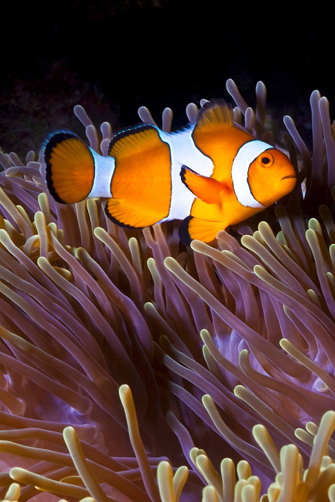 Western clown anemonefish (Amphiprion ocellaris) and sea anemone (Heteractis magnifica), Southern Thailand, Andaman Sea, Indian Ocean, Southeast Asia, Asia