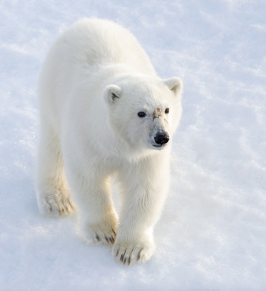 Polar Bear (Ursus maritimus). Longyearbyen, Svalbard, Norway