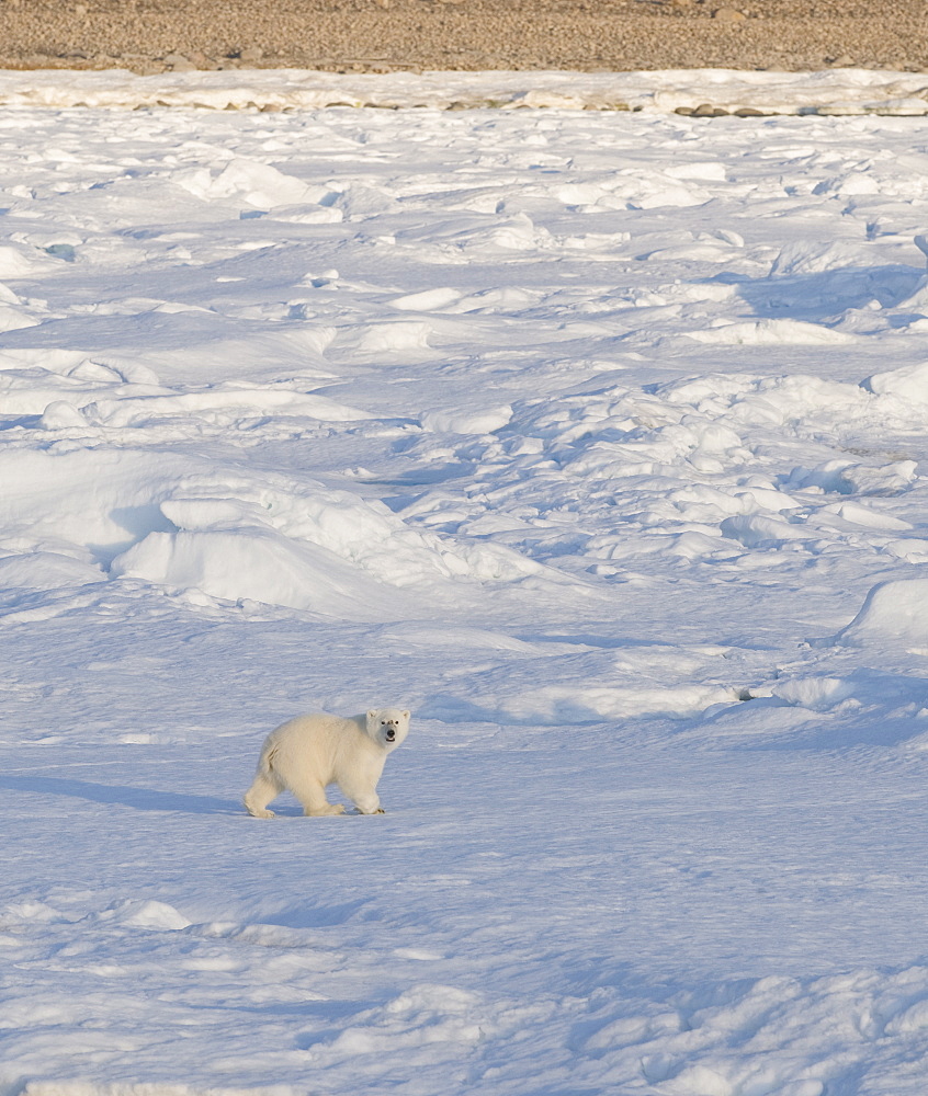 Polar Bear (Ursus maritimus). Longyearbyen, Svalbard, Norway