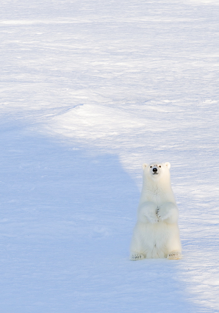 Polar Bear (Ursus maritimus). Longyearbyen, Svalbard, Norway