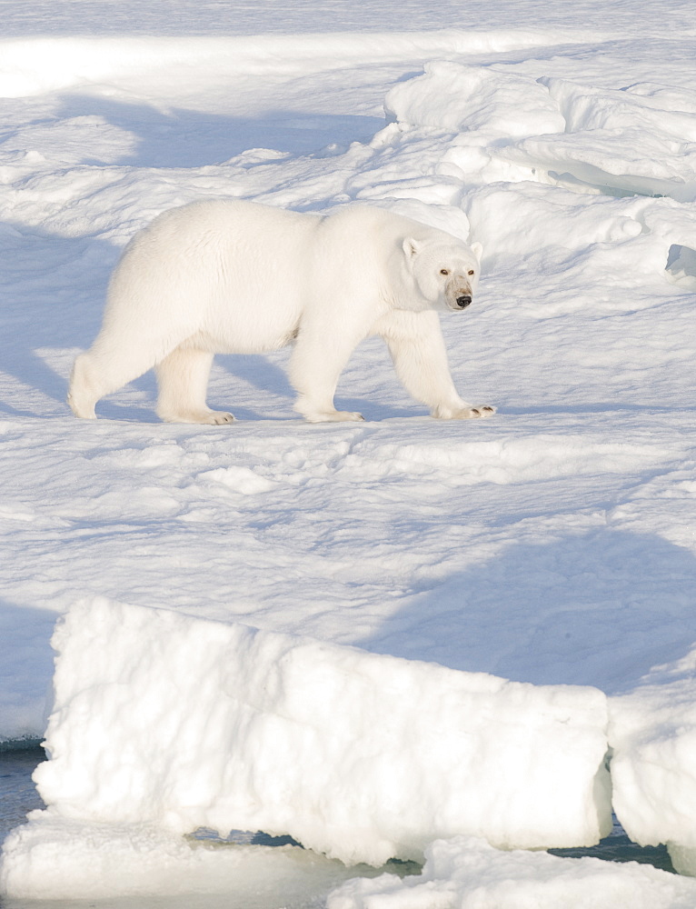 Polar Bear (Ursus maritimus). Longyearbyen, Svalbard, Norway