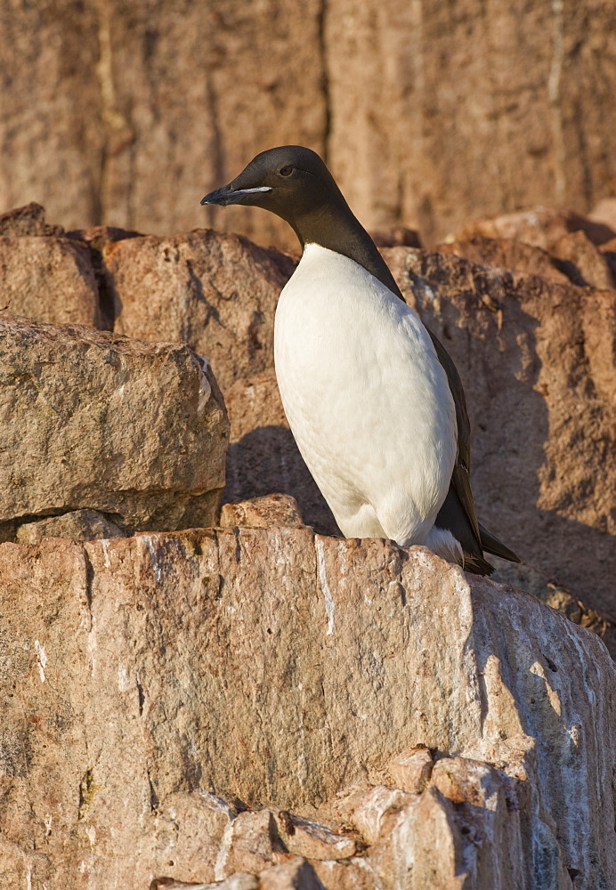 Common Murre (Uria aalge). Longyearbyen, Svalbard, Norway