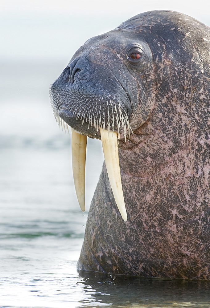 Walrus (Odobenus rosmarus), Rookery, Haul Out, Colony. Longyearbyen, Svalbard, Norway