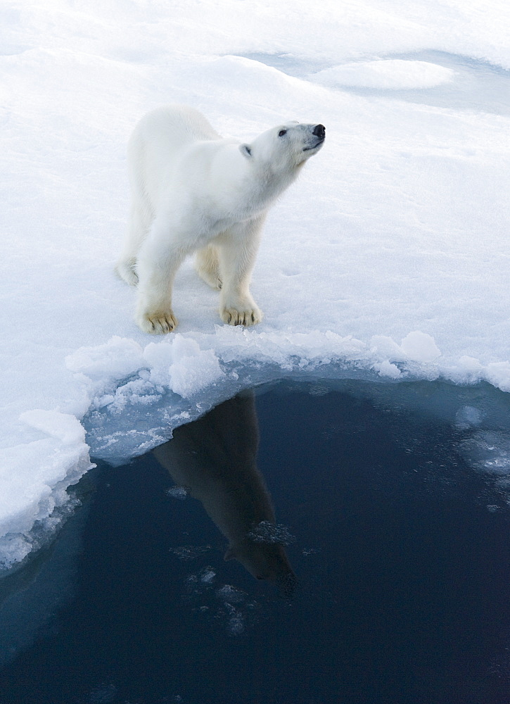 Polar Bear (Ursus maritimus). Longyearbyen, Svalbard, Norway (rr)