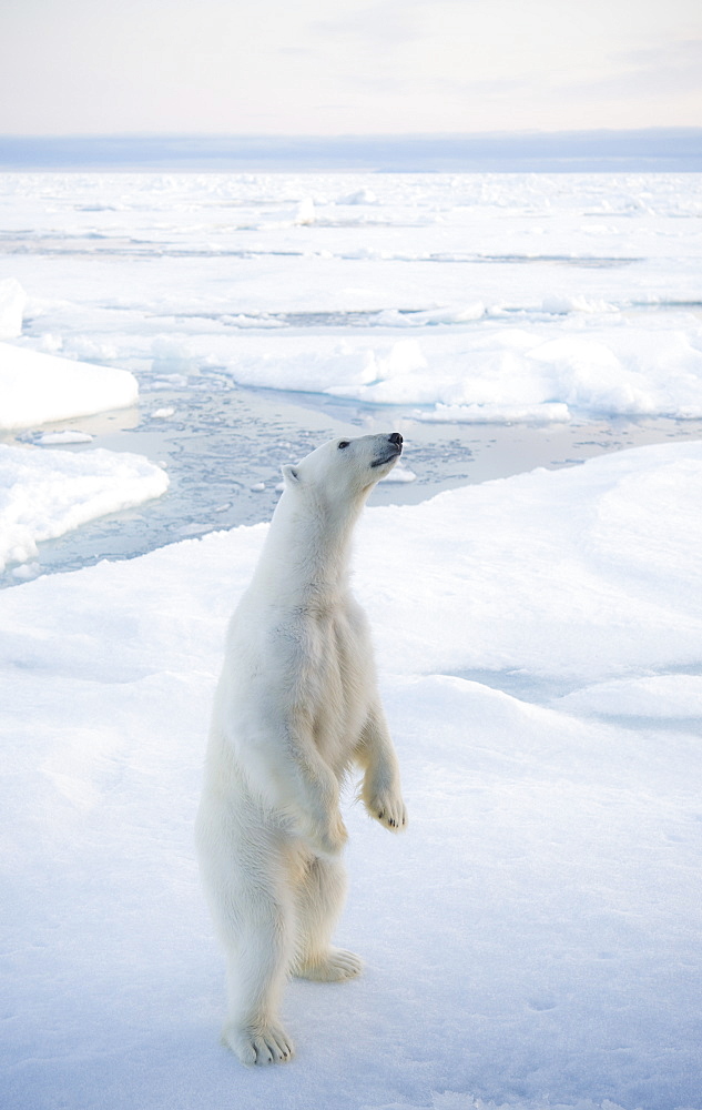 Polar Bear (Ursus maritimus). Longyearbyen, Svalbard, Norway