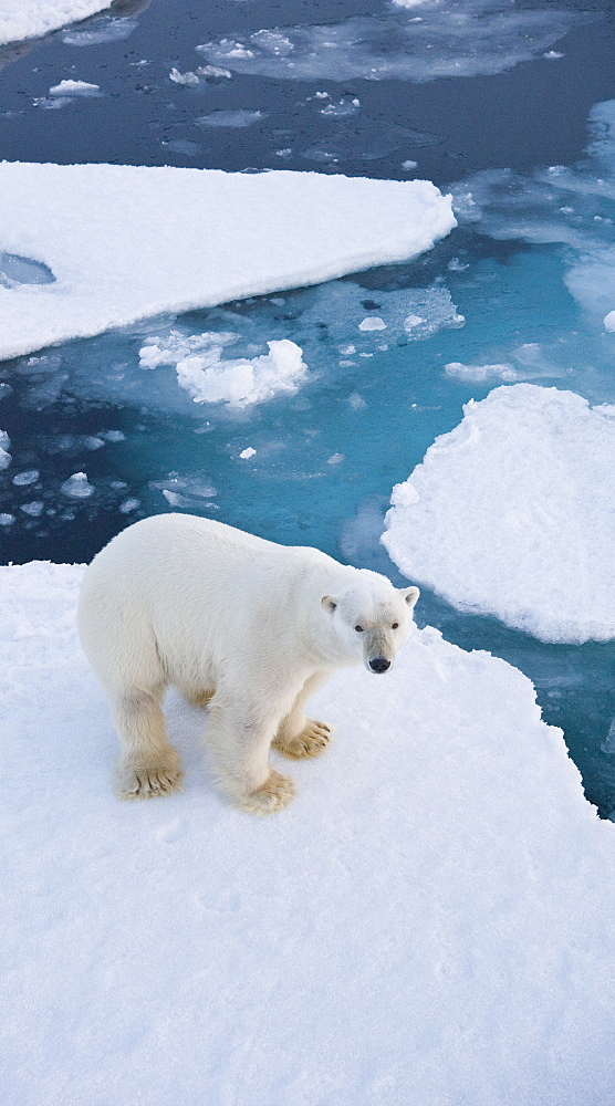 Polar Bear (Ursus maritimus). Longyearbyen, Svalbard, Norway