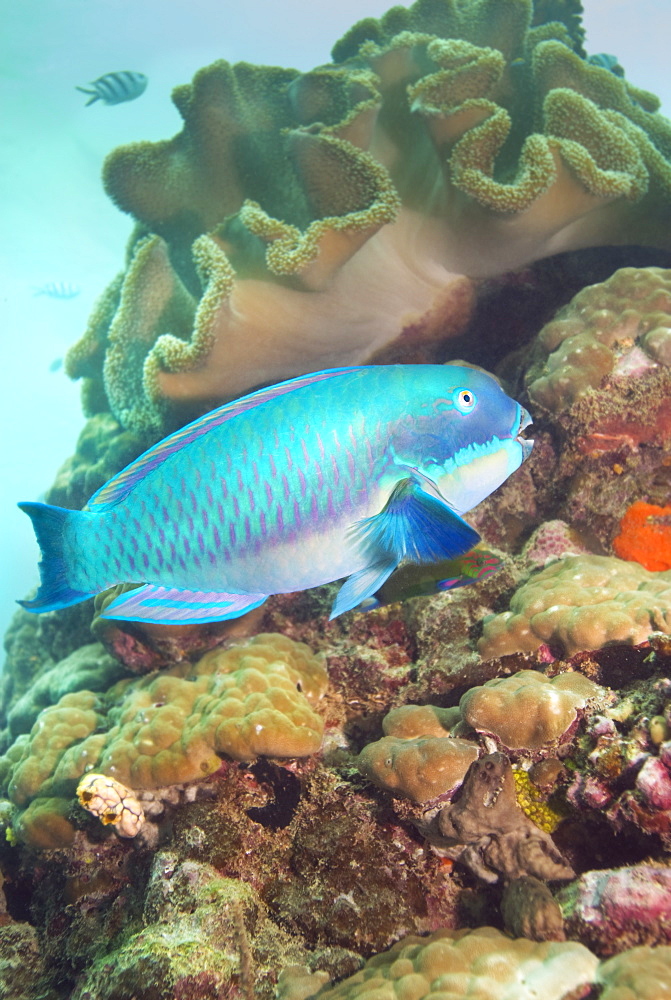 Parot Fish (Sparisoma axillare). Cains, Queensland, Australia