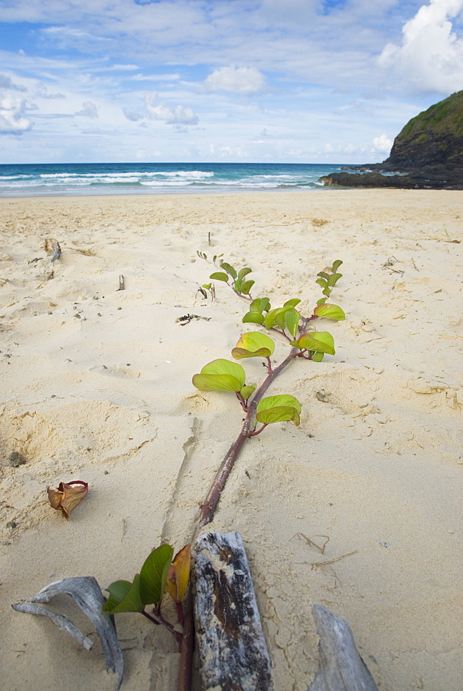 Flower growing out of the sand on beach. South West Rocks, NSW, Australia