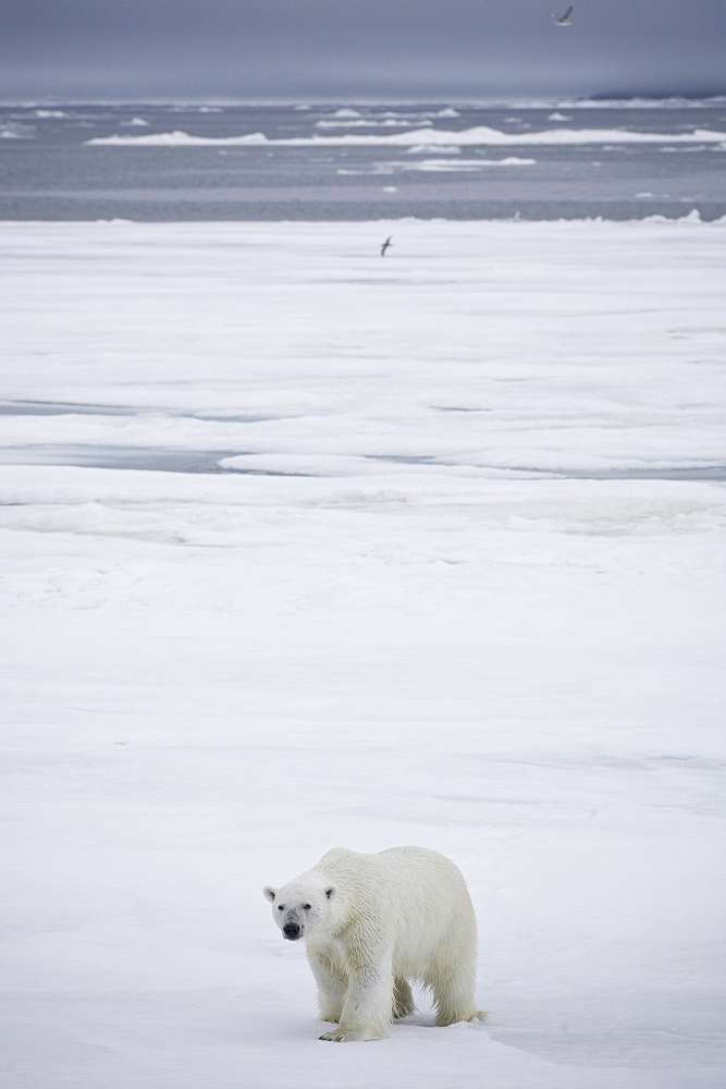 Polar Bear. Longyearbyen,  Nordaustlandet, South Severn Is, Svalbard, Norway