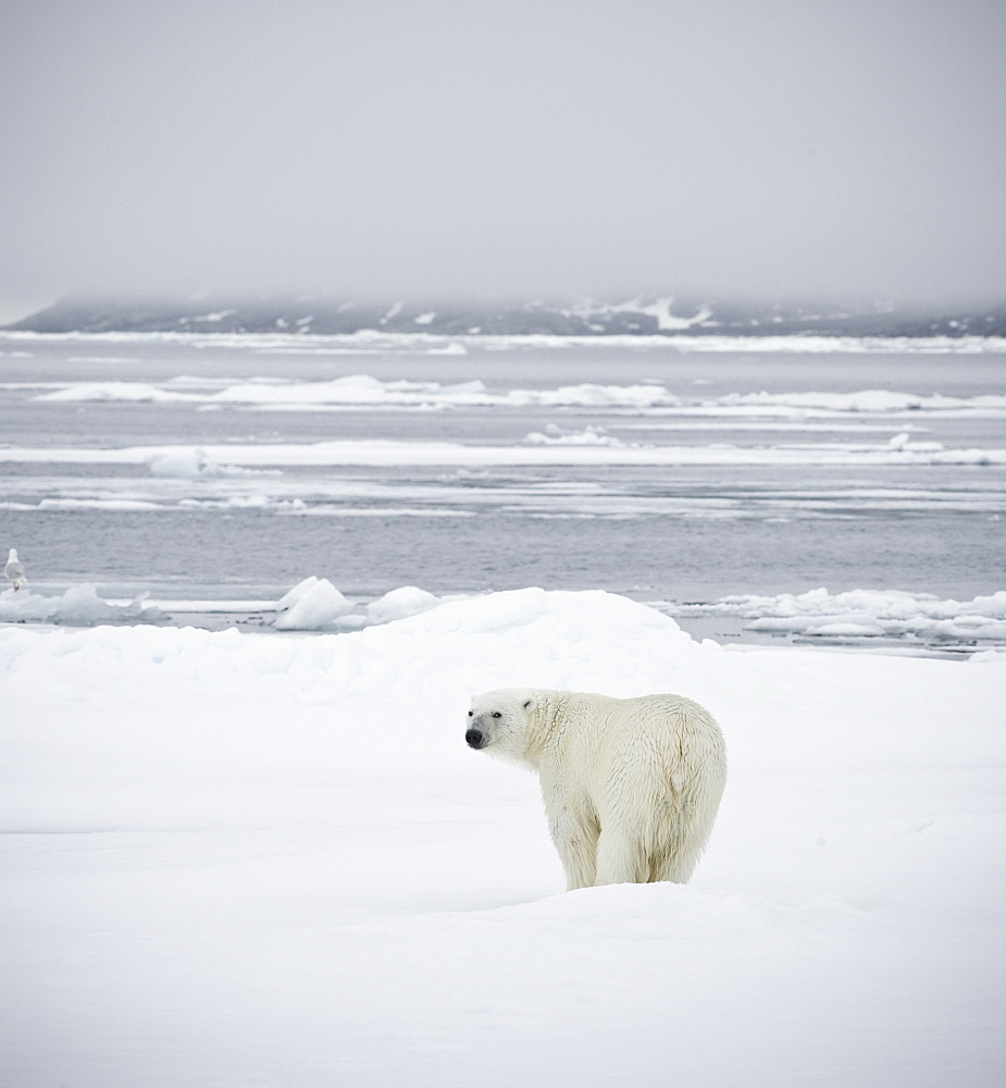 Polar Bear. Longyearbyen,  Nordaustlandet, South Severn Is, Svalbard, Norway