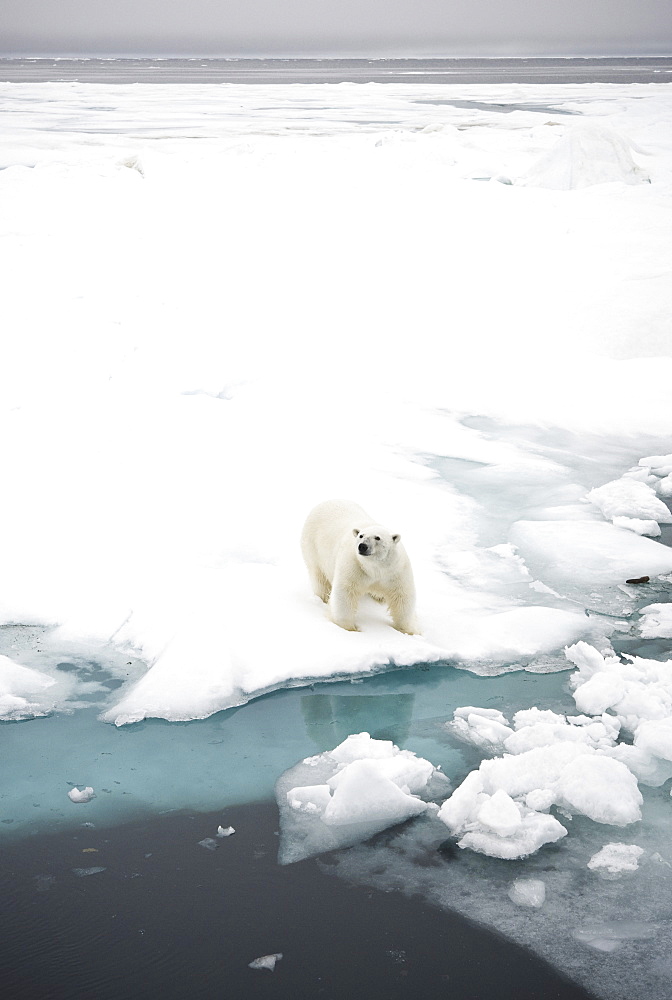 Polar Bear. Longyearbyen,  Nordaustlandet, South Severn Is, Svalbard, Norway