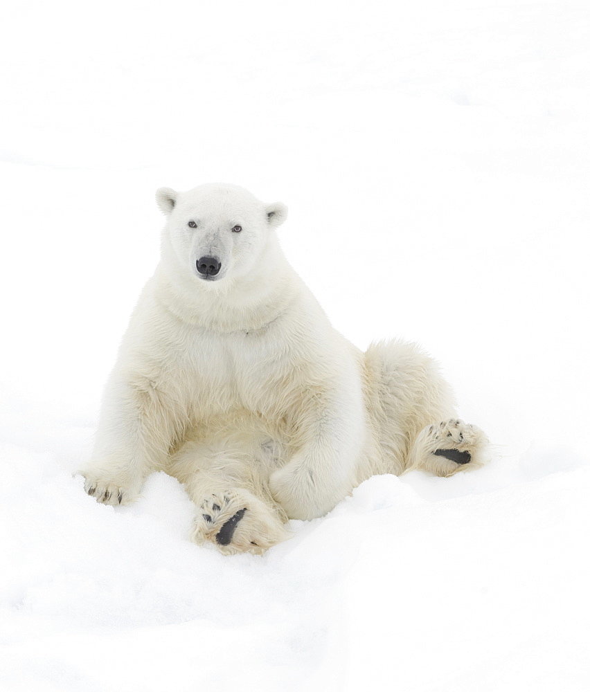 Polar Bear. Longyearbyen,  Nordaustlandet, South Severn Is, Svalbard, Norway