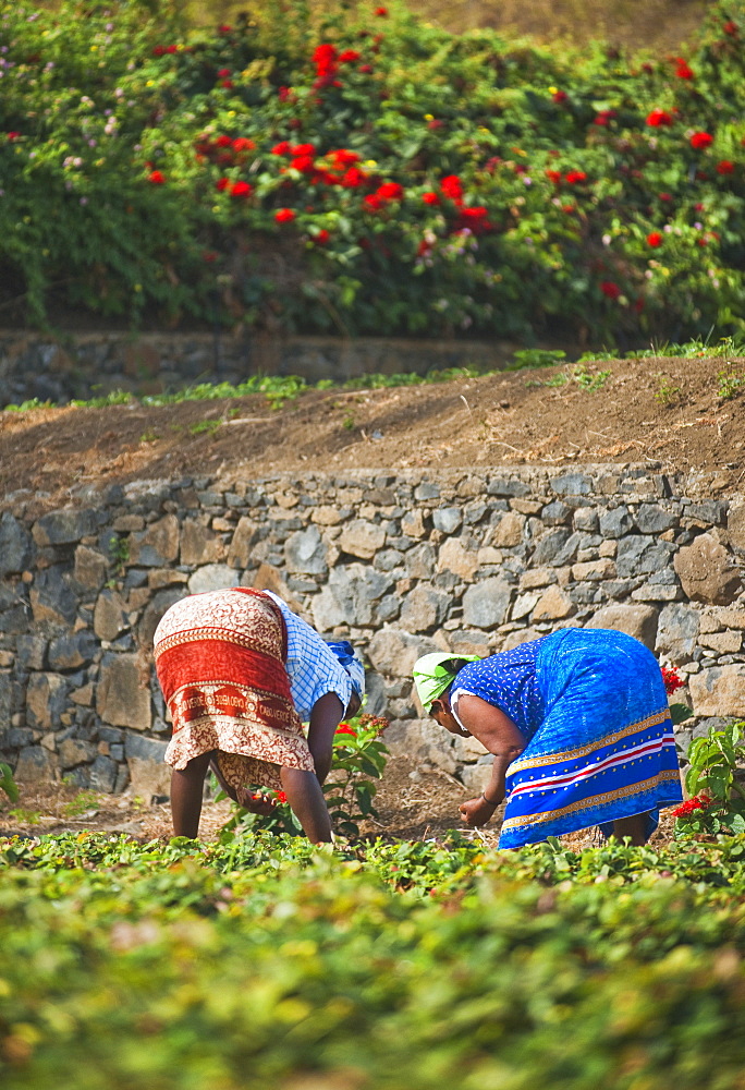 Botanic Gardens, 03/04/2009. São Jorge government sponsored research centre and Botanic Gardens, Women picking strawberries. Praia, Sao Tiago Island. Cape Verde