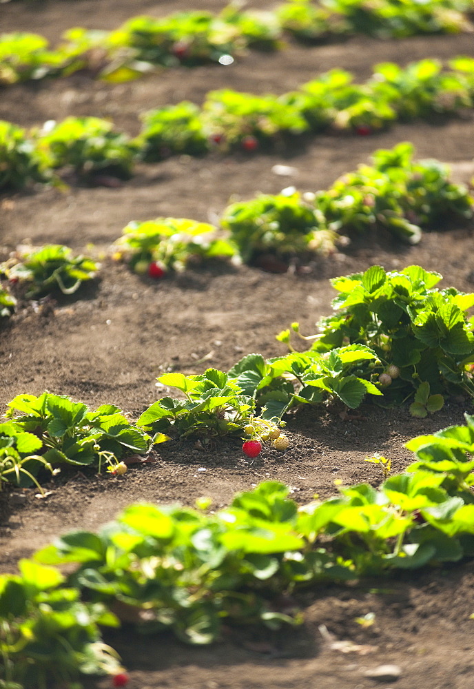 Botanic Gardens, strawberrys, arid soil, 03/04/2009. São Jorge government sponsored research centre. Praia, Sao Tiago Island. Cape Verde