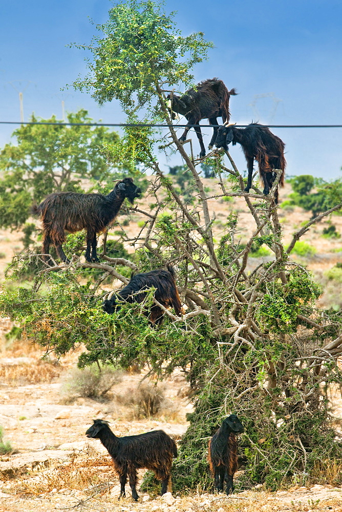 Tree Goats. Agadir, Countryside, Agadir. Morocco