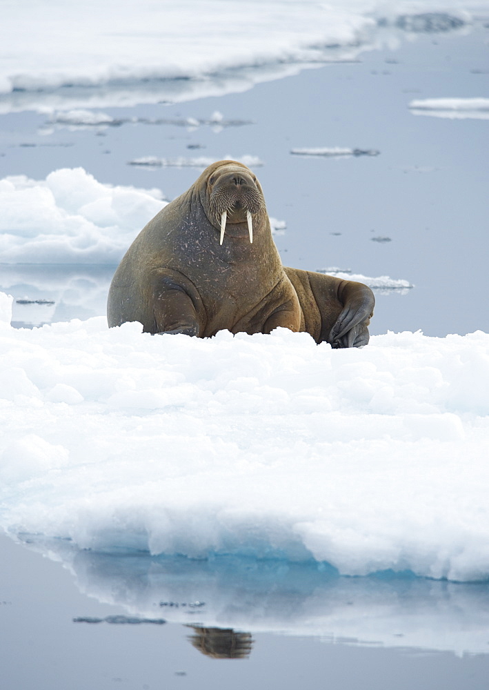 Walrus (Odobenus rosmarus). Longyearbyen, Far Northern Ice Sheets, Svalbard, Norway