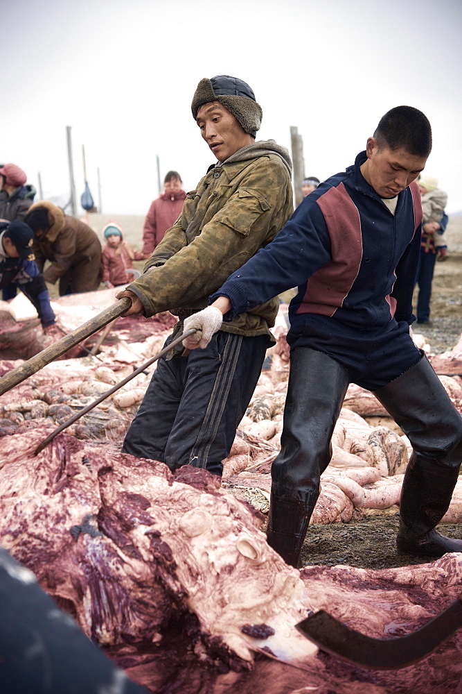 Inuit Settlement with locals cutting large slabs of whale meat from a freshly caught Grey whale, Lorino Village (Chukotskiy Peninsular) Russia, Asia.