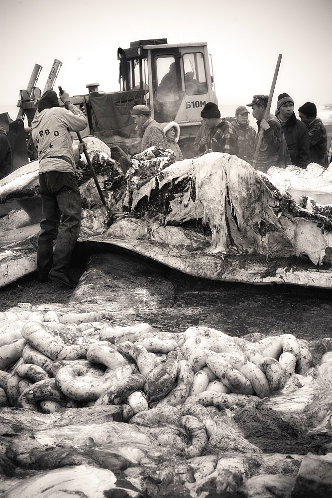 Inuit Settlement with locals cutting large slabs of whale meat from a freshly caught Grey whale, Lorino Village (Chukotskiy Peninsular) Russia, Asia.