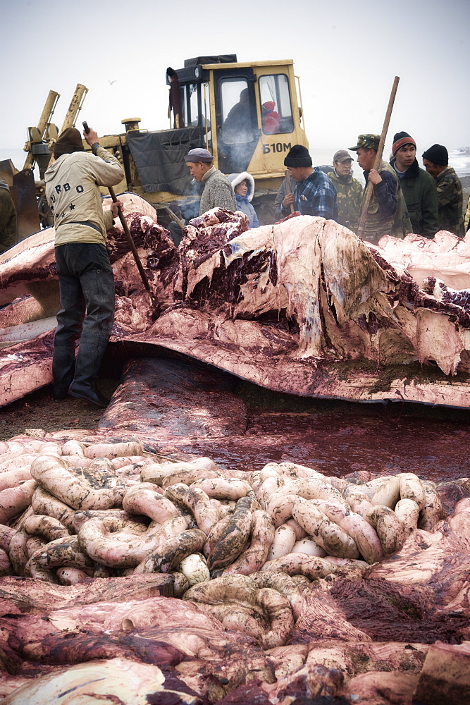 Inuit Settlement with locals cutting large slabs of whale meat from a freshly caught Grey whale, Lorino Village (Chukotskiy Peninsular) Russia, Asia.