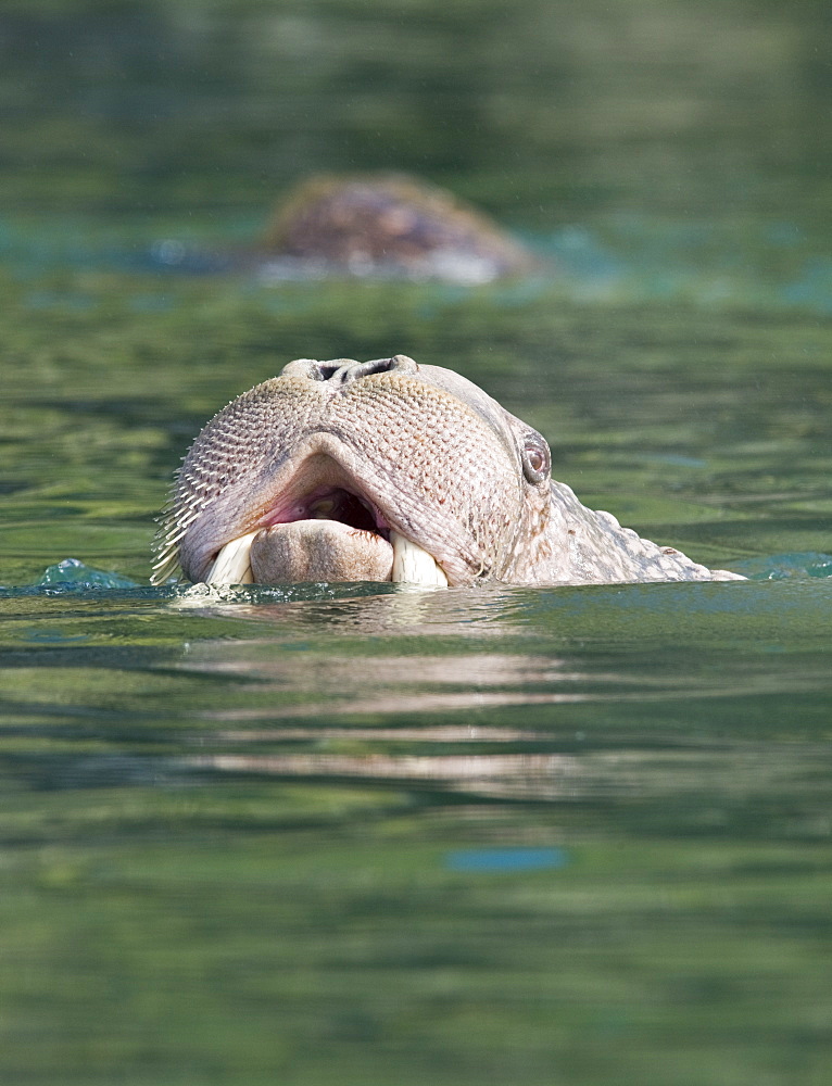 Wild Males Walrus (Odobenus rosmarus), Endangered, Haul out, colony, Bogoslov Island (Bering Sea) Russia, Asia