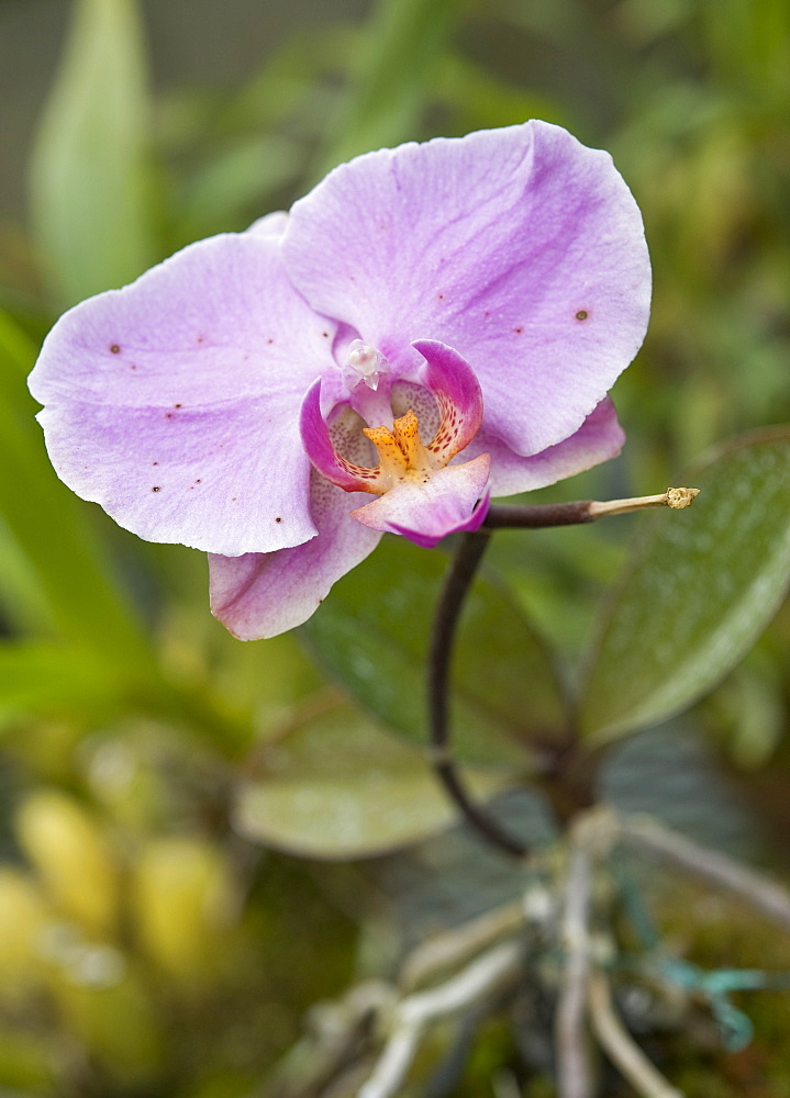 Pink Orchid at the Botanical Gardens of, Sapporo (Hokkaido), Japan, Asia