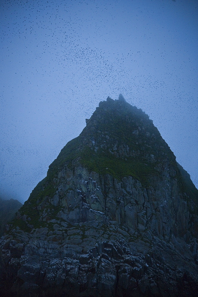 Swarm, Hundreds of thousands of Whiskerd Auklets (Aethia pygmaea), returning from feeding in eavening. Yankicha Island, (Bering Sea), Russia, Asia