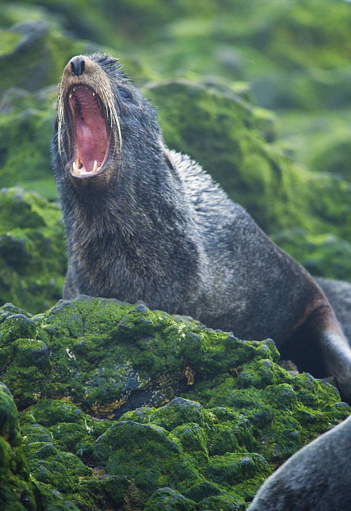  Wild Male Northern fur seals, endangered, colony, rookery, haul out, raft, above and in water. Bering Islands (Bering Sea) Russia, Asia.  MORE INFO: This sea lion in the largest member of the eared seals.