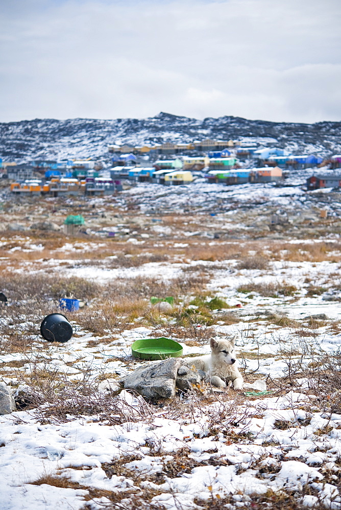 husky puppy. Ilulissat, Jakobshavn, Greenland (Denmark), North America