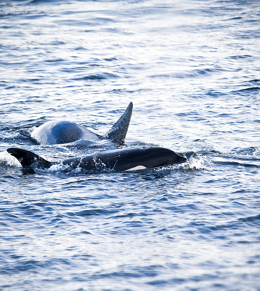 2 Orca (Orcinus orca), Killer whale, head above water. Cape Dyer, Baffin Island, Canada, North America