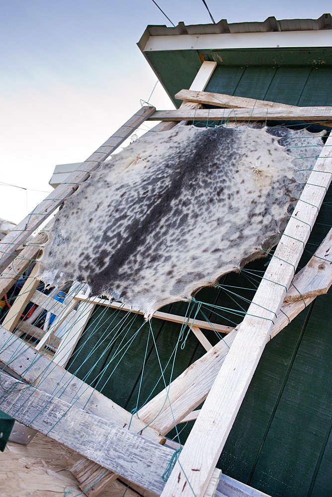 Harbour seal skins stretched and drying. Kimmirut, Baffin Island (Qikiqtaaluk) Nunavut, Canada, North America