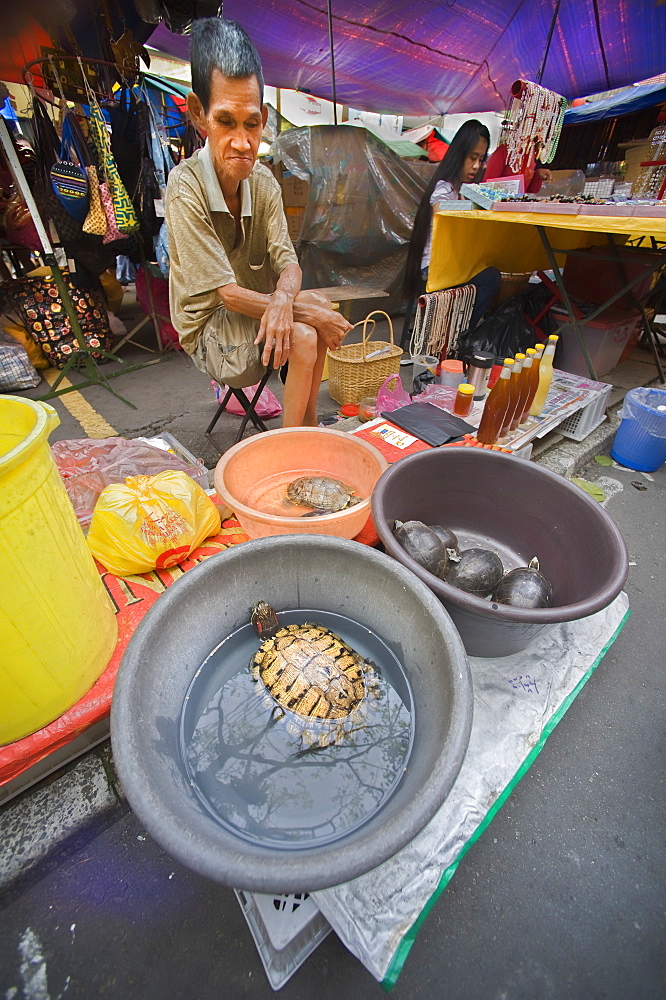 Terrapin, multiple, being sold at market.  Kota Kinabalu, Sabah, Borneo, Asia