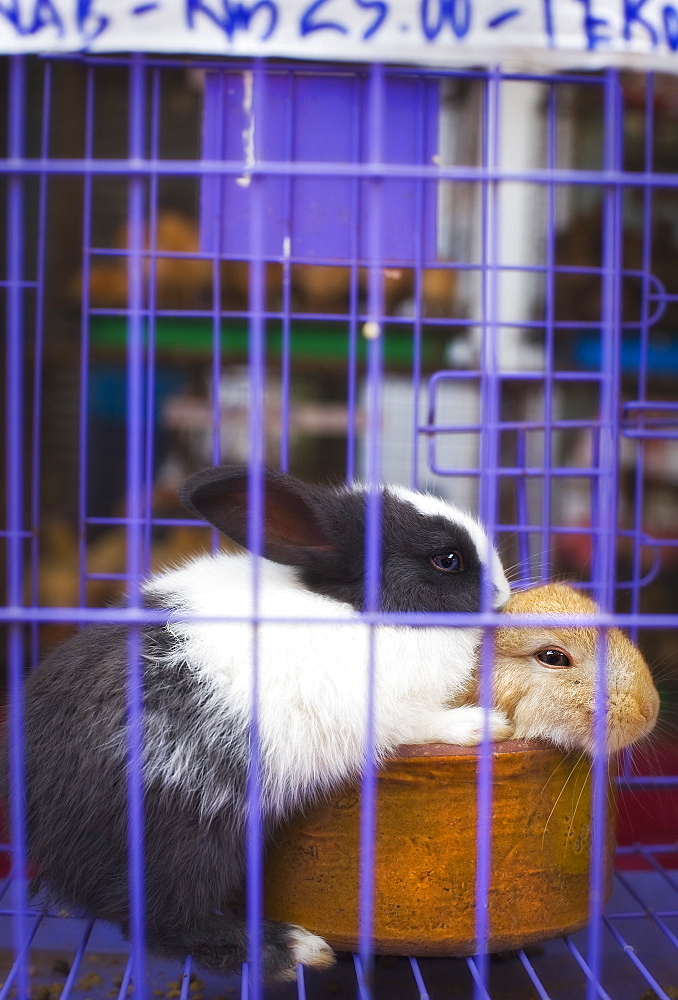 Domestic Juvenile Rabbits, on sale at the market.  Kota Kinabalu, Sabah, Borneo, Asia