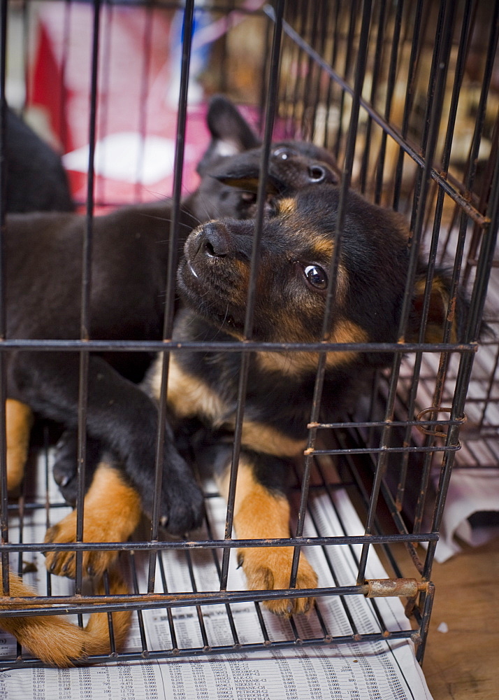 Domestic Puppies, being sold at market.  Kota Kinabalu, Sabah, Borneo, Asia