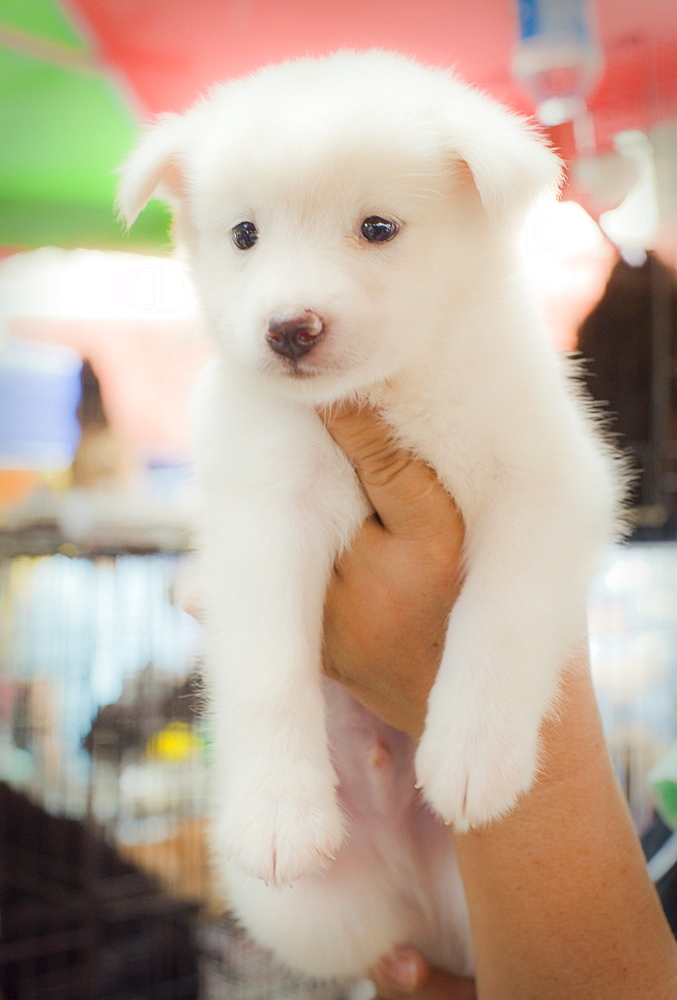 Domestic Puppies, being sold at market.  Kota Kinabalu, Sabah, Borneo, Asia