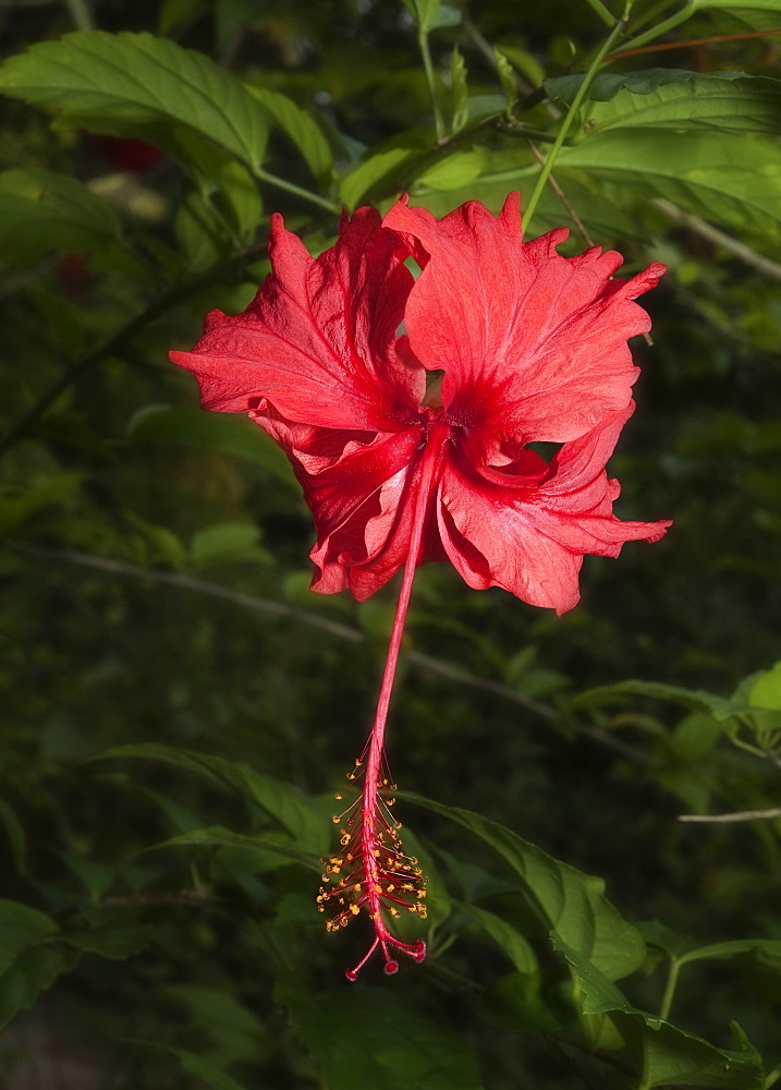 Wild Flower at the Butterfly Farm.  Poring Hot Springs, Sabah, Borneo , Asia