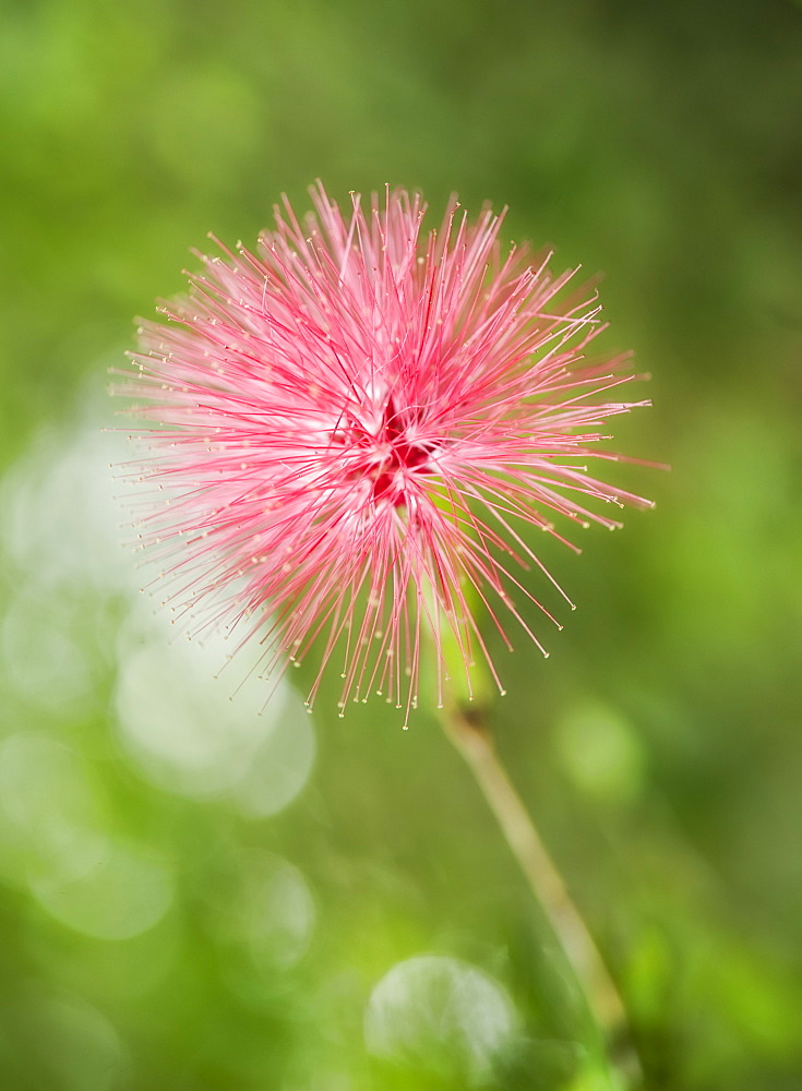 Wild Flower (Melaleuca) at the Butterfly Farm.  Poring Hot Springs, Sabah, Borneo , Asia